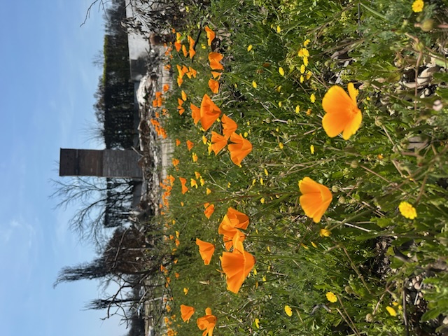Flowers overlooking burned houses 