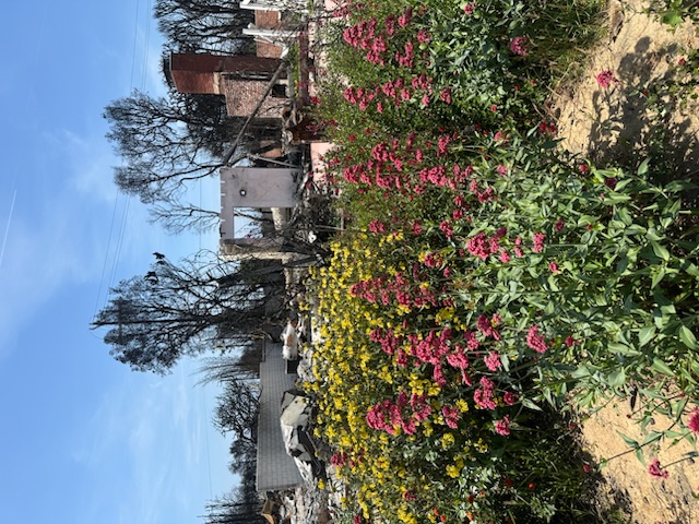 Flowers overlooking burned out houses 2